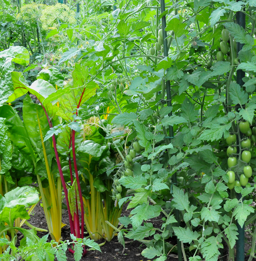 vegetable-garden-summer-24-2.png